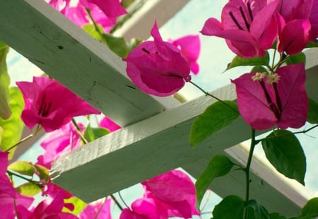 Through The Lattice - dep pink, white lattice, climbing flowers, pink flowers