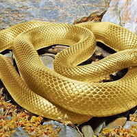 Golden snake