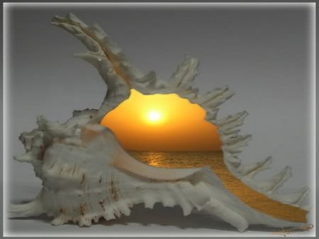 shell - sea, sunrise, morning, window