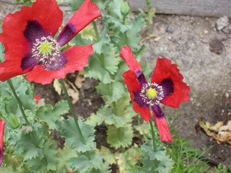 flowers, poppies - flowers, poppies