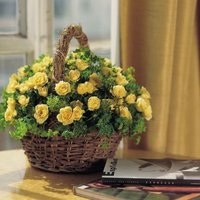 yellow roses