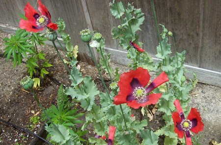 flowers, poppies - flowers, poppies