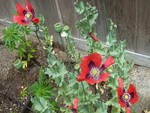 flowers, poppies