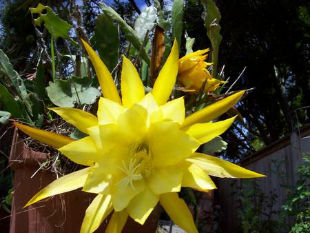 flowers - flowers, yellow