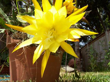 flowers - flowers, yellow