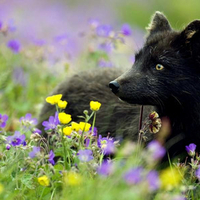 Flower Bed