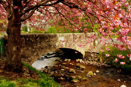 Peaceful Place - england, houses, pink blossims, stream, water, flowering tree, rocks, blossoms, stone bridge, uk, tree, grass, bridge