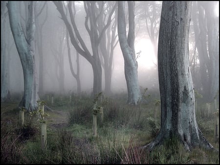 morning fog - sunset, forest