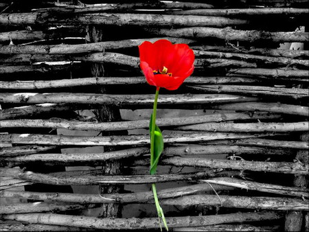 tulip - beauty, lonely, simple, red