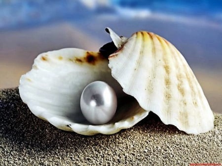 shell - beach, sand, sea, pearl