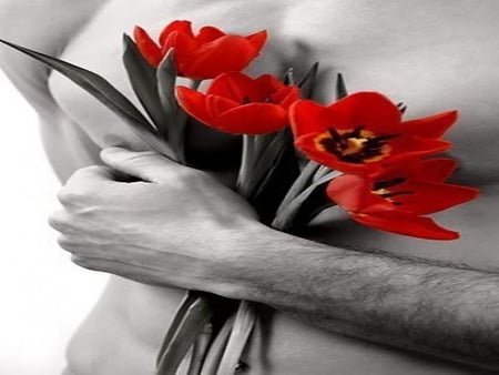 tulips - love, gift, red, delicate