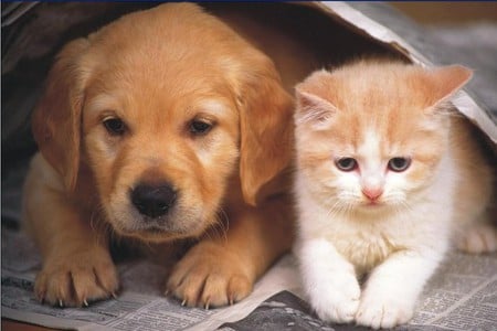 best friends - dog, together, friends, friendship, puppy, cat, kitty