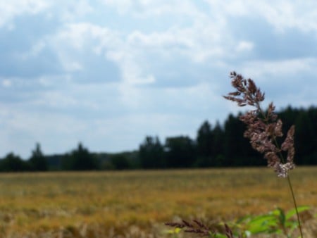 a field of grain - field, nature, grain