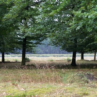 trees in the heath