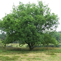 A big tree in the heath