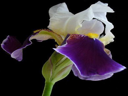 iris - white, single, purple, soft