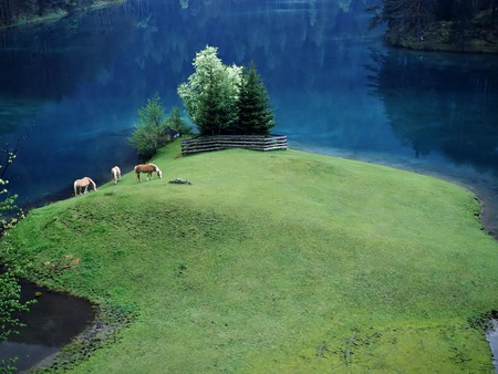 GREEN LAWN - lake, horses grazing, forest, sunlit lawn