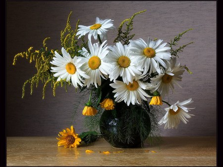 Its a daisy day - sunflowers, daisy, black, still life, spring, yello, vase, white, yellow, petals, beautiful, green, flowers, daisies, black vase