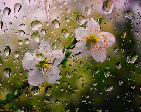 SUMMER RAIN - flowers, blossoms, water, green, rain, drops, glass