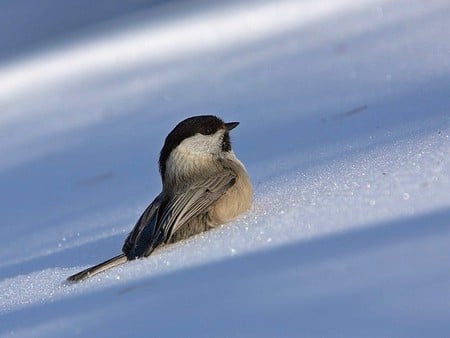 Bird in Ice - picture, cool, bird in ice