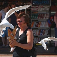 Birds Stealing Ice Cream