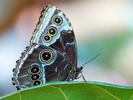 Butterfly - picture, butterfly, cool