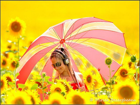 sunflower - girl, field, umbrella, summer