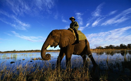 elephants used for transport - elephants, animals