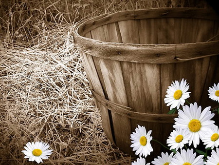 daisy - basket, flower, rural, straw