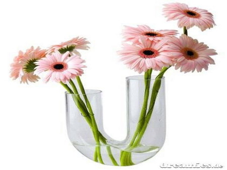 gerber - vase, flower, pink, glass