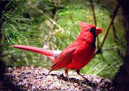 northern-cardinal - trees, birb, woods, cardinal