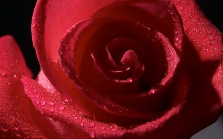 Red Rose. jpg - red, flower, rose, bloom