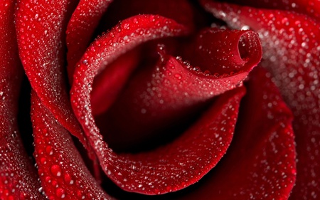 Love Speacil. jpg - upclose, dewdrops, swirl, red, rose