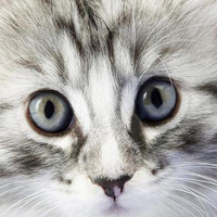 Kitty Kitty. jpg