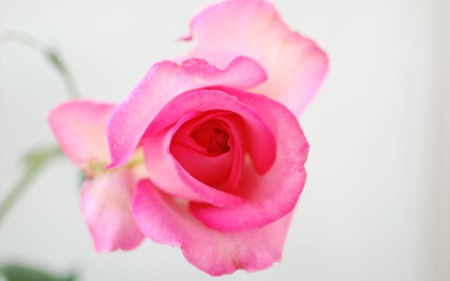 Pink Bud. jpg - ruffly, pink, romance, bud, rose