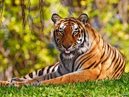 big cats - tiger, animals, cats