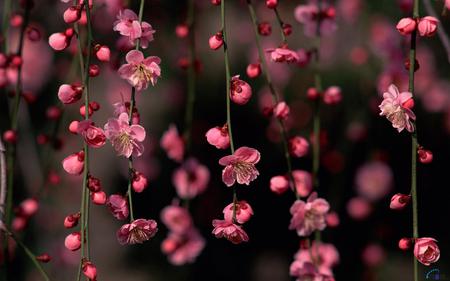 Spring in pink - branch, elegant, spring, blossoms, twig, hanging, branches, cherry, gentle, nature, picture, sakura, pink, beautiful, blossom, flowers, flower