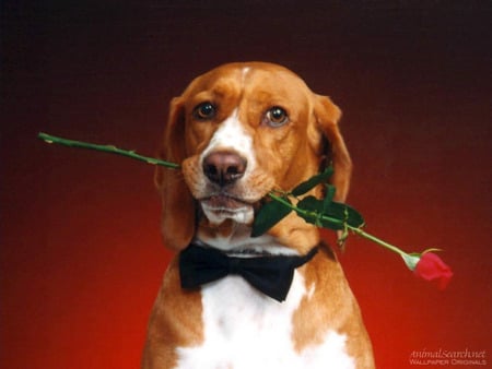 FOR MY SWEETHEART ? - beagle, cute, adorable