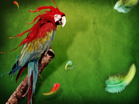 PARROT - colours, bird parrot, funny