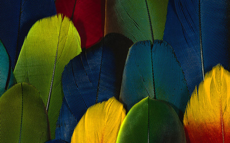 FEATHERS - parrot feathers, colourful