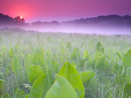 Waiting for the sun - fresh, sky, morning, pink, leaves, mist, sunrise, green