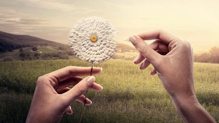 Love's Me Love's Me Not - white, hands, abstract, art, field, flower