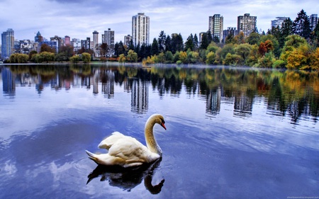 The Swan Lake - bird, nature, swan, lake, city