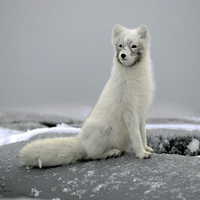 Masked Fox