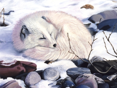 All Curled Up... - white, fox, snow, arctic fox, camoflouge, cute