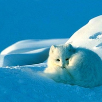 Curled Up Arctic Fox