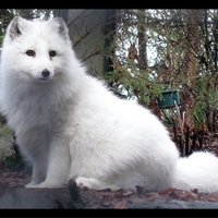 Arctic Fox