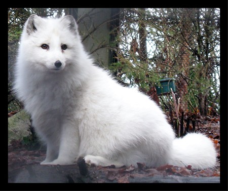 Arctic Fox