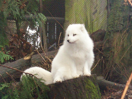 Watchfox - white, fox, guard, arctic fox, camoflouge, watching, cute