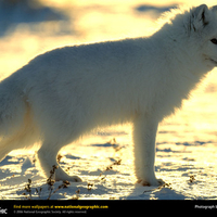 Arctic Fox